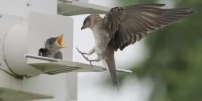 a bird landing on a bird house