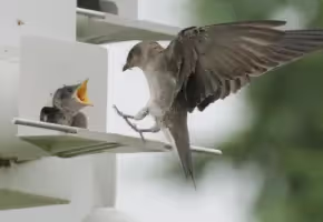 A bird landing on a birdhouse