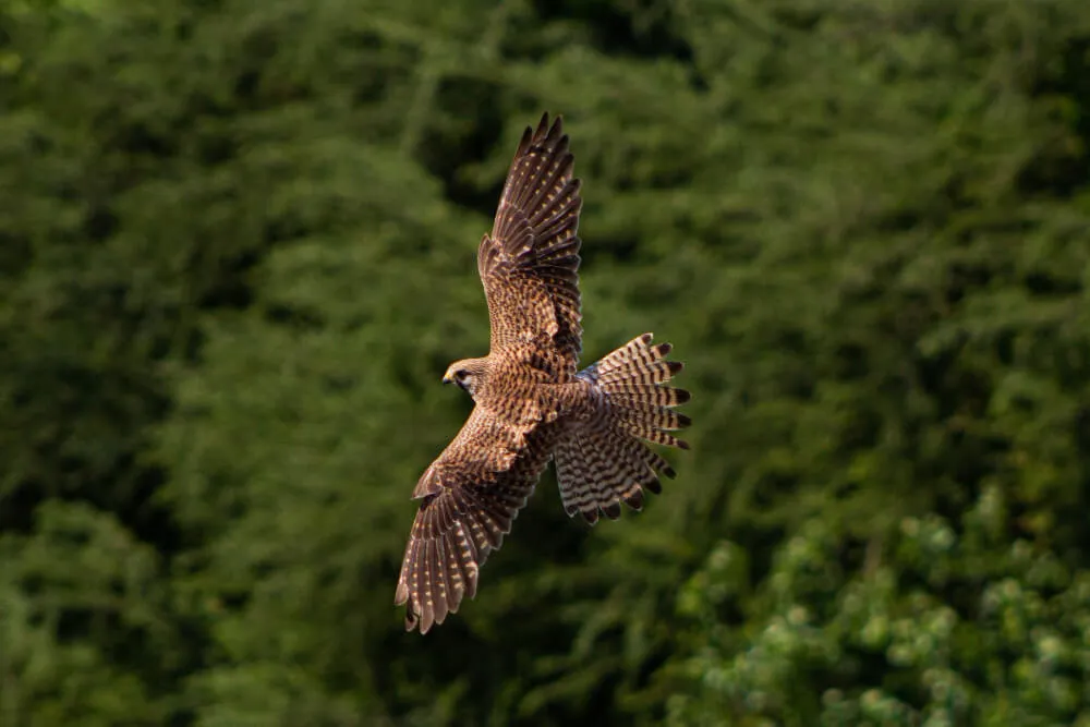 Nature Study / Ornithology